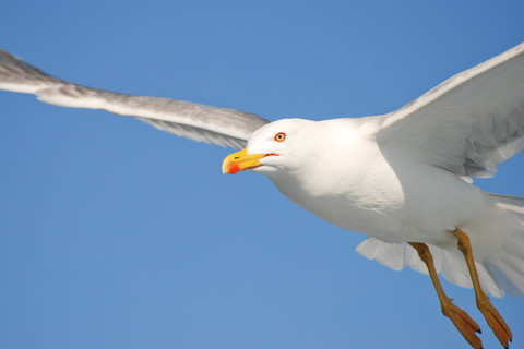Goéland leucophée - Larus michahellis