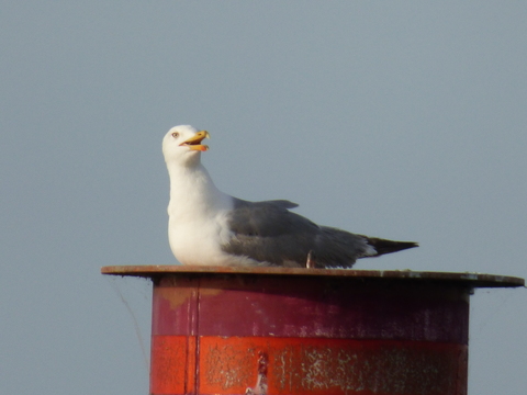 goeland