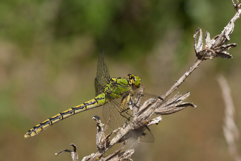 Gomphe serpentin (Ophiogomphus cecilia)