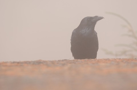 Grand corbeau - Corvus corax