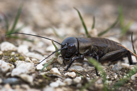 Grillon champêtre - Gryllus campestris