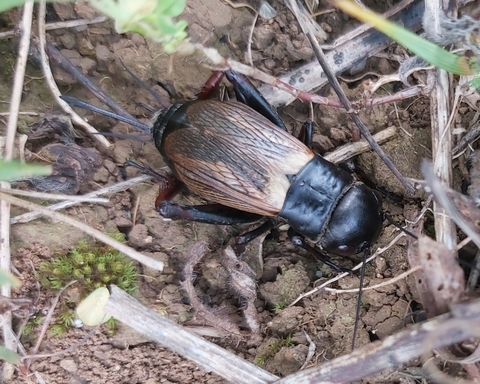 Gryllus campestris, prairie du Chablisien, commune de Maligny (89)