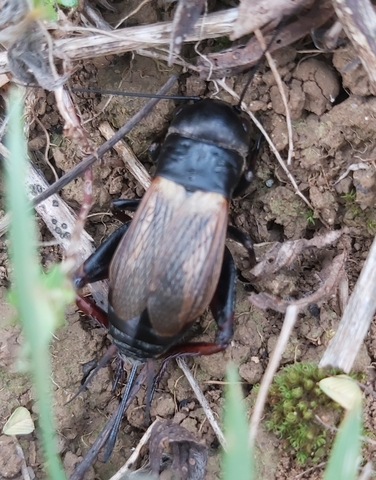 Gryllus campestris, prairie du Chablisien, commune de Maligny (89)