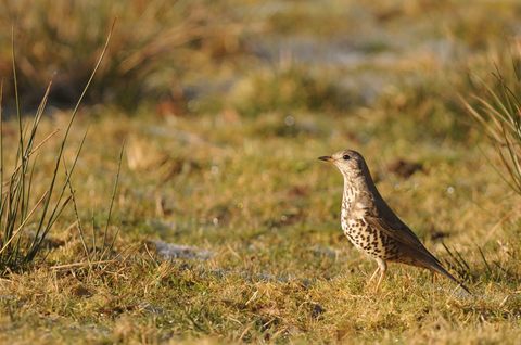 Grive draine - Turdus viscivorus