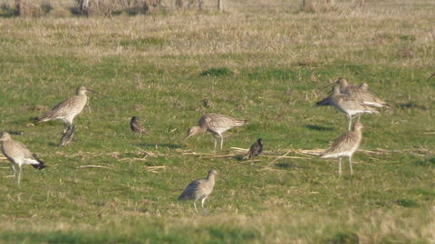 grpoupe de courlis cendré