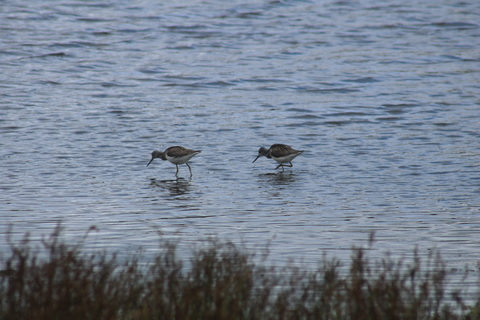 couple de chevalier aboyeur