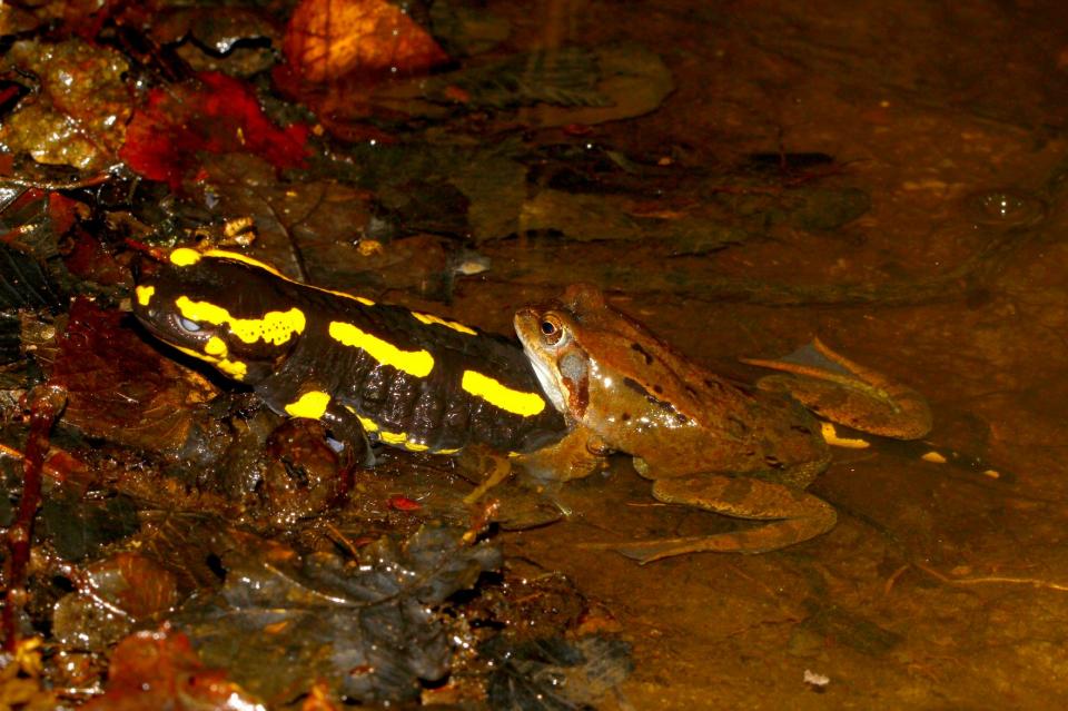 Grenouille rousse et Salamandre tachetée (Rana temporaria et Salamandra salamandra)