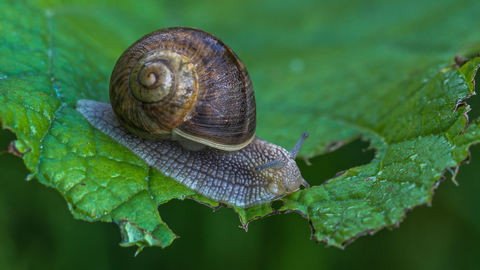 Helix pomatia, l'escargot de Bourgogne