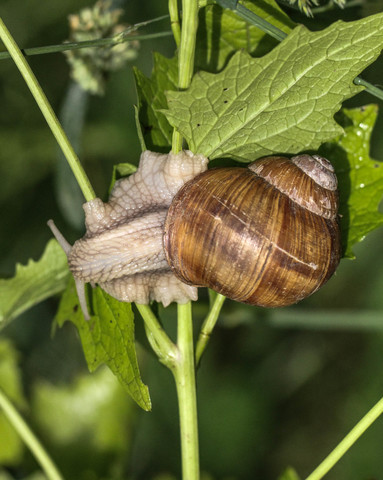 Helix pomatia, l'Escargot de Bourgogne