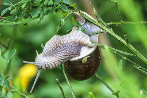 Helix pomatia, l'Escargot de Bourgogne