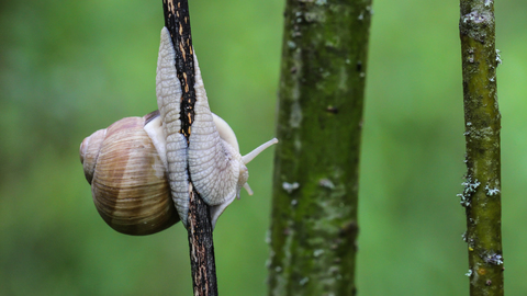 Helix pomatia, l'Escargot de Bourgogne