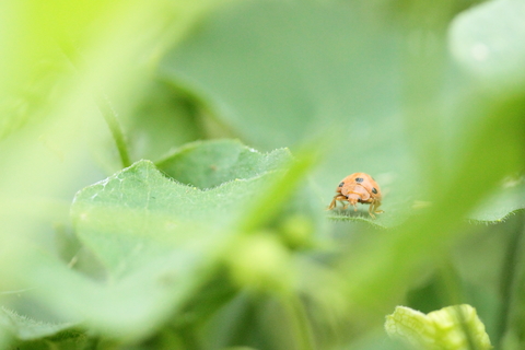 Henosepilachna argus, la coccinelle de la Bryone sur sa plante hôte