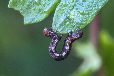 Hibernie défeuillante - Erannis defoliaria