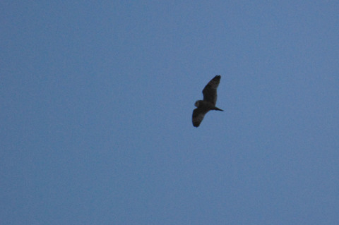 Hibou des marais - Asio flammeus