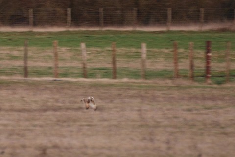 Hibou des marais - Asio flammeus