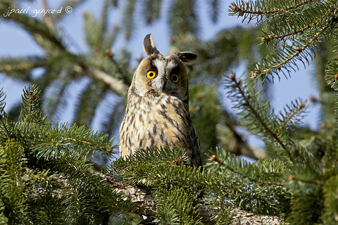 Hibou moyen duc