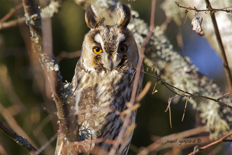 Hibou moyen duc