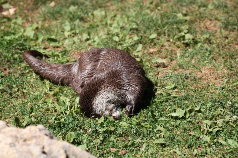 Loutre d’Europe (Lutra lutra)