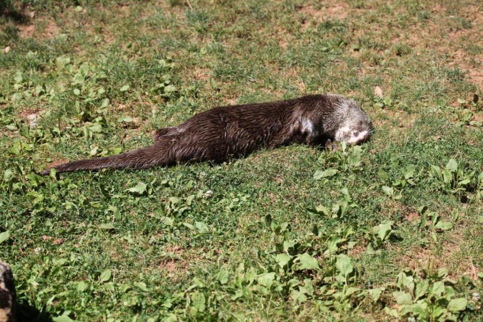 Loutre d’Europe (Lutra lutra)