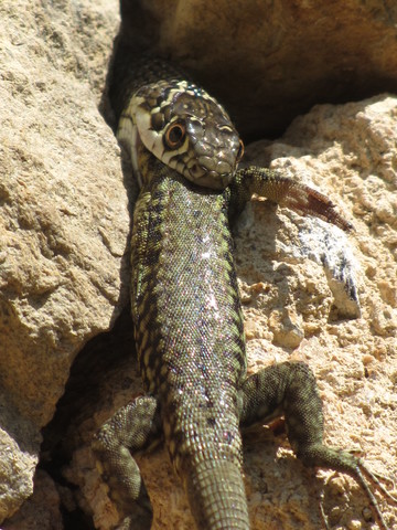 Prédation sur un Lézard des murailles