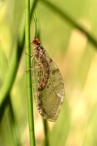 Osmylus fulvicephalus