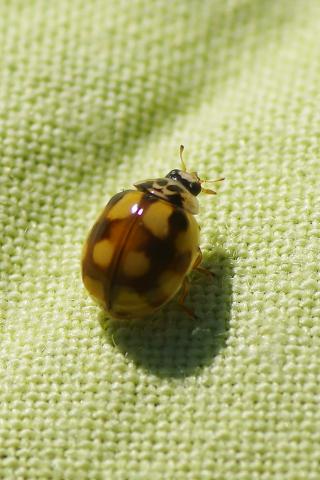 Adalia decempunctata