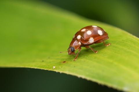 Calvia quatuordecimguttata