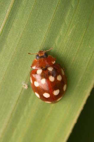 Calvia quatuordecimguttata