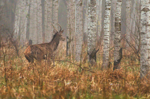 Cerf élaphe - Cervus elaphus