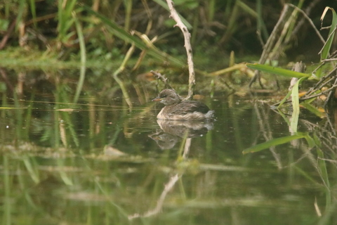 Grèbe castagneux - Tachybaptus ruficollis