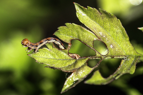 L' Hibernie défeuillante - Erannis defoliaria