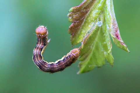 L' Hibernie défeuillante - Erannis defoliaria