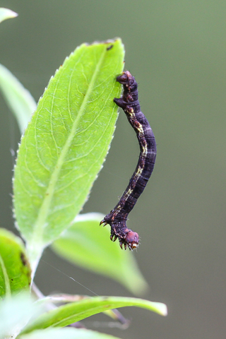 L' Hibernie défeuillante - Erannis defoliaria