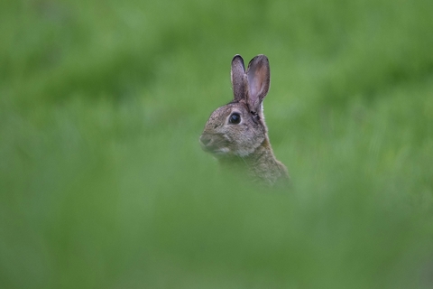 lapin de garenne à la fraîche