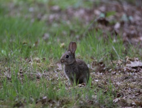 Lapin de Garenne (jeune)