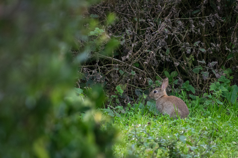 Lapin de garenne (Oryctolagus cuniculus)