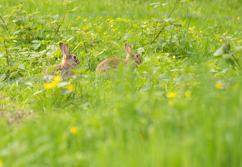 Lapin de garenne - Oryctolagus cuniculus