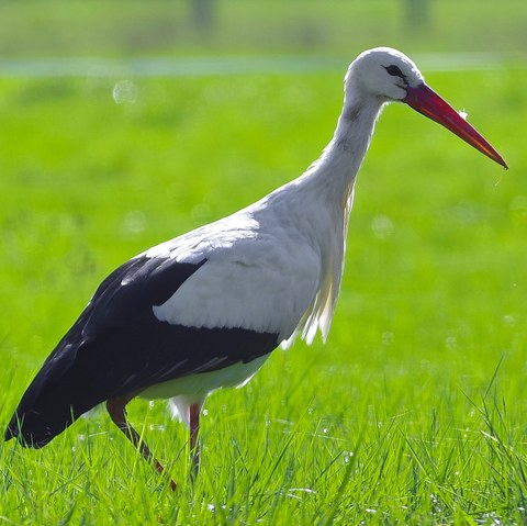 Le couple de cigogne repart pour son 2ème hivernage a Pontailler-sur-Saône 