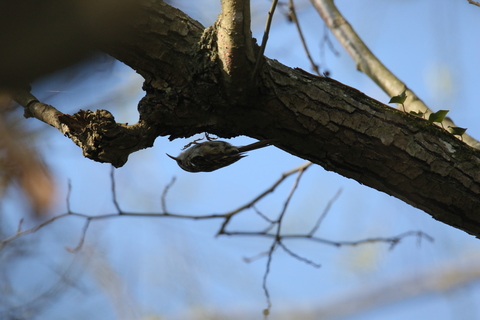 Le grimpereau des jardins équilibriste