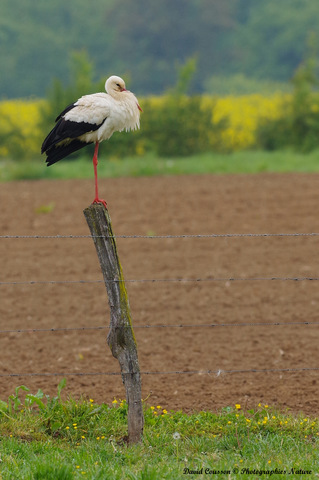 Cigogne blanche - Ciconia ciconia