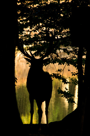 Le roi de la forêt au soleil levant