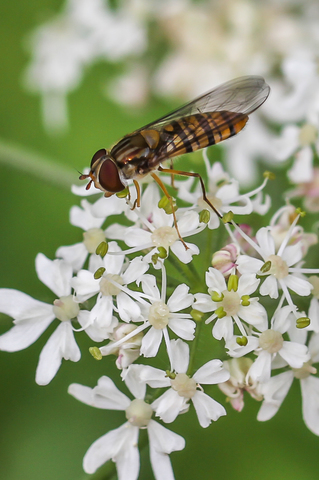 Le Syrphe ceinturé - Episyrphus balteatus