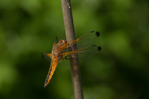 Libellule fauve (Libellula fulva)