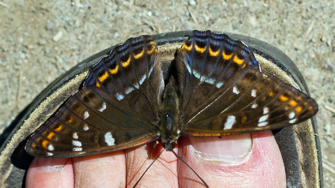 Limenitis populi