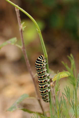 Machaon (Le) - Papilio machaon - Chenille
