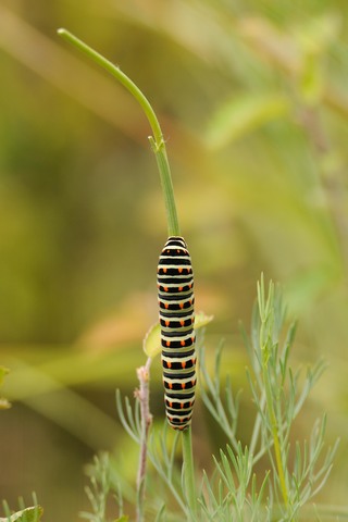 Machaon (Le) - Papilio machaon - chenille