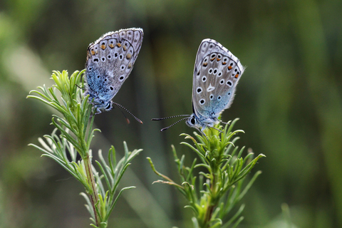 Maculinea arion