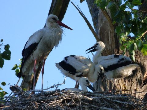 une couvée de 3 cigogneaux