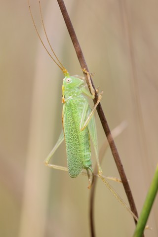 Meconema thalassinum