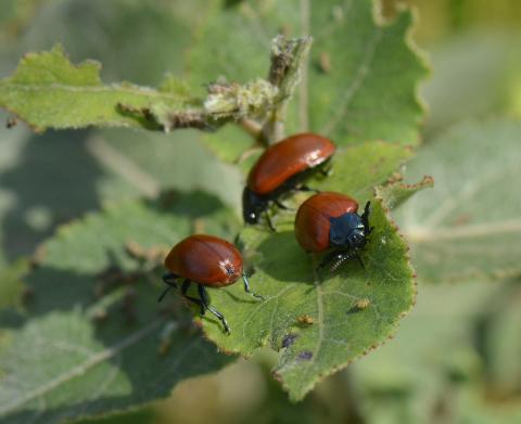 Chrysomela populi